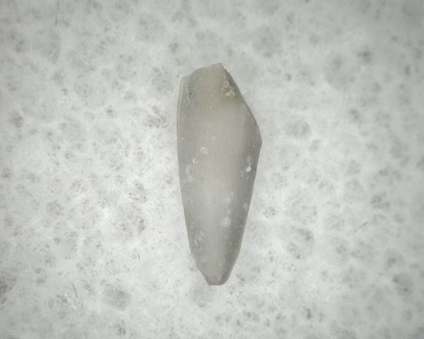 Permian Colobomycter Tooth #4 - Image 2