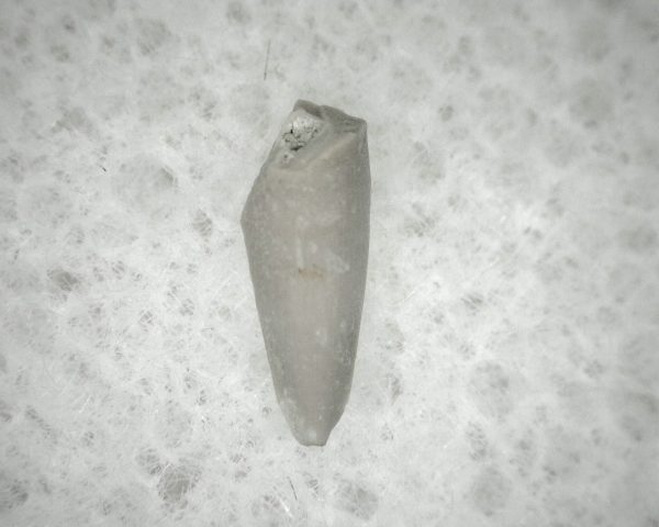 Permian Colobomycter Tooth #4 - Image 3