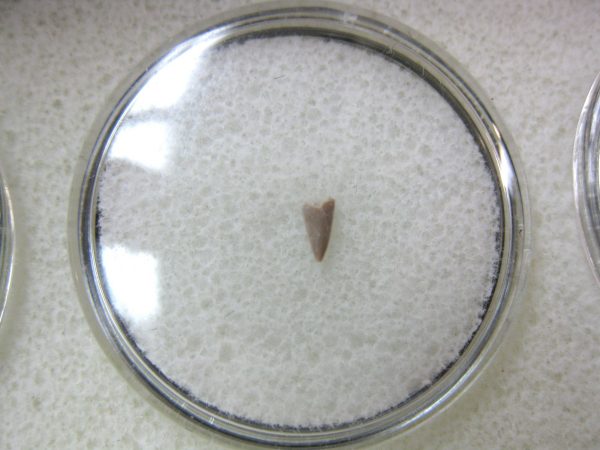 Permian Colobomycter Tooth #5