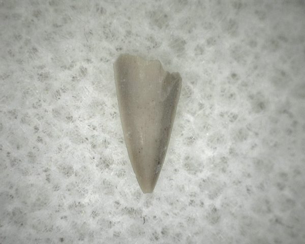 Permian Colobomycter Tooth #5 - Image 2