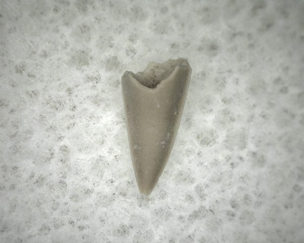 Permian Colobomycter Tooth #5 - Image 3