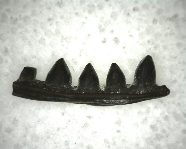 Euryodus Amphibian Jaw #10 - Image 2