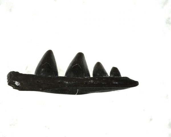 Euryodus Amphibian Jaw #5 - Image 3