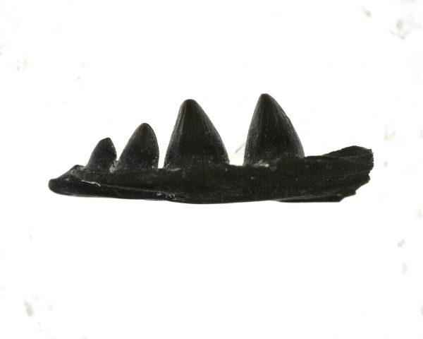 Euryodus Amphibian Jaw #5 - Image 2