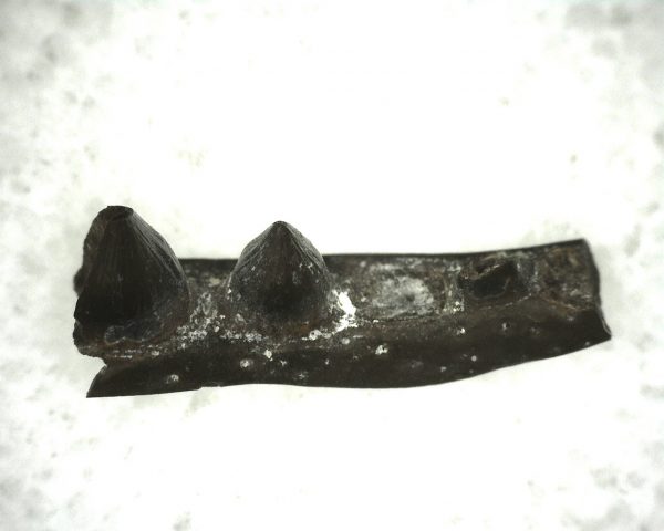 Euryodus Amphibian Jaw #9 - Image 3