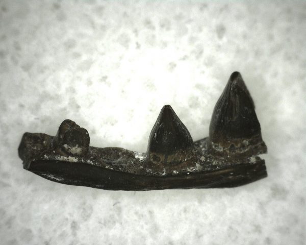 Euryodus Amphibian Jaw #9 - Image 2