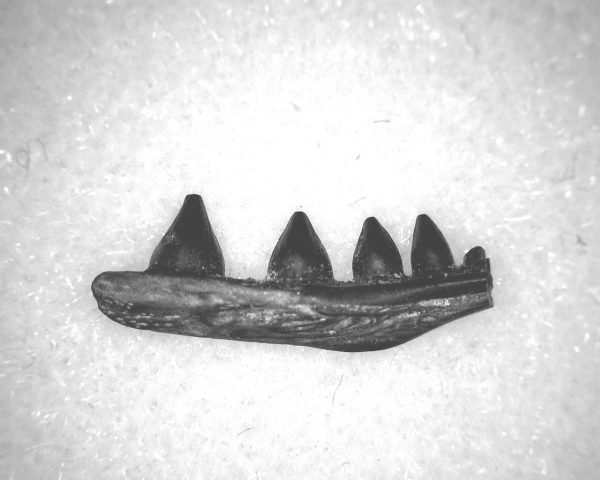 Euryodus Amphibian Jaw #12 - Image 2