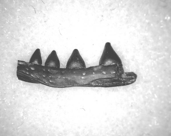 Euryodus Amphibian Jaw #12 - Image 3