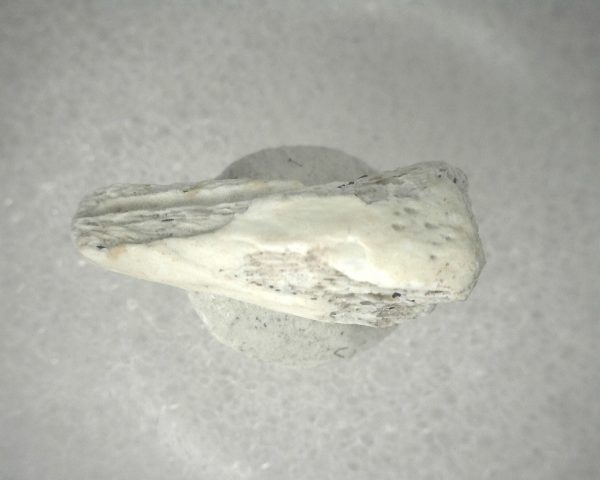 Genuine Permian Labidosaurus Reptile Claw From Lawton, Oklahoma For Sale #3c