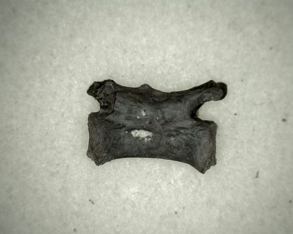 Mycterosaurus longiceps Vertebrae #6 - Image 2