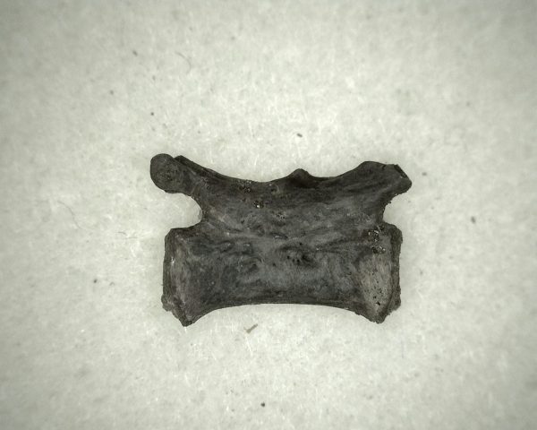 Mycterosaurus longiceps Vertebrae #6 - Image 5