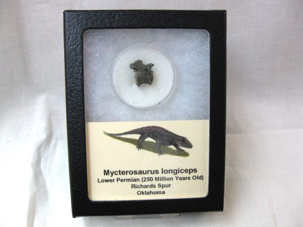 Mycterosaurus longiceps Vertebrae #8