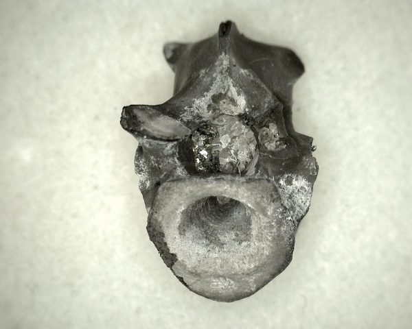 Mycterosaurus longiceps Vertebrae #8 - Image 3