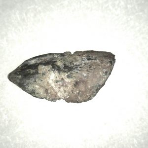 Genuine Permian Ophiacodon Claw From Oklahoma For Sale #1