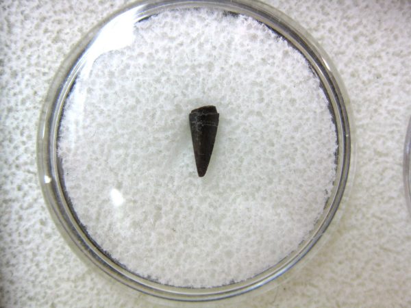 Ophiacodon Reptile Tooth #10