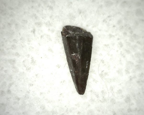 Ophiacodon Reptile Tooth #10 - Image 2