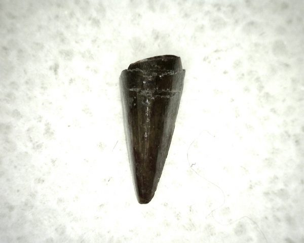 Ophiacodon Reptile Tooth #10 - Image 3