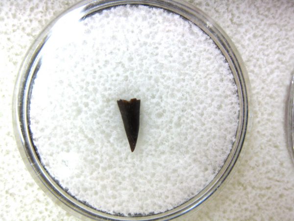 Ophiacodon Reptile Tooth #11