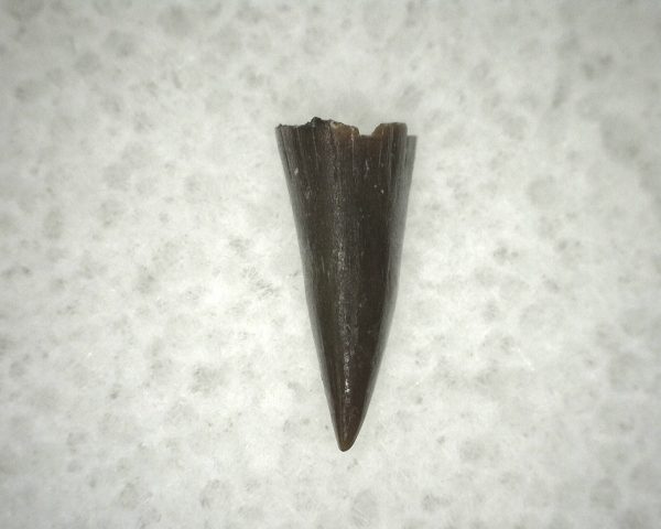 Ophiacodon Reptile Tooth #11 - Image 3