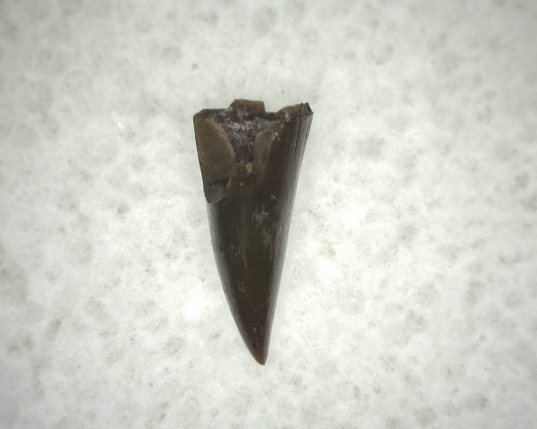 Ophiacodon Reptile Tooth #11 - Image 2