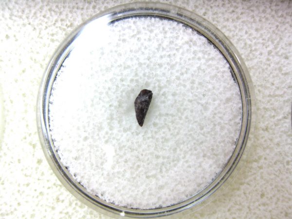 Ophiacodon Reptile Tooth #12