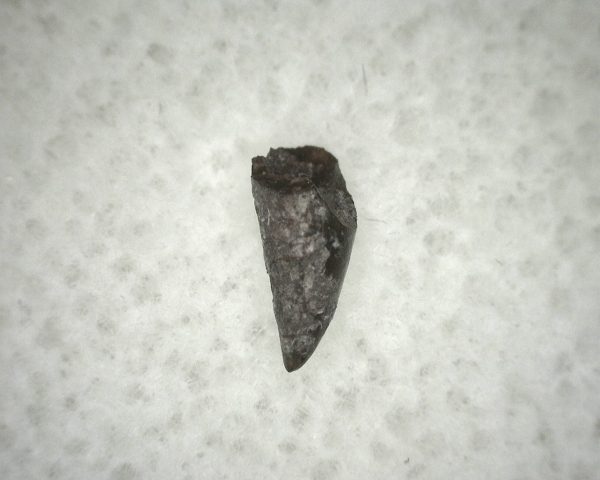 Ophiacodon Reptile Tooth #12 - Image 3