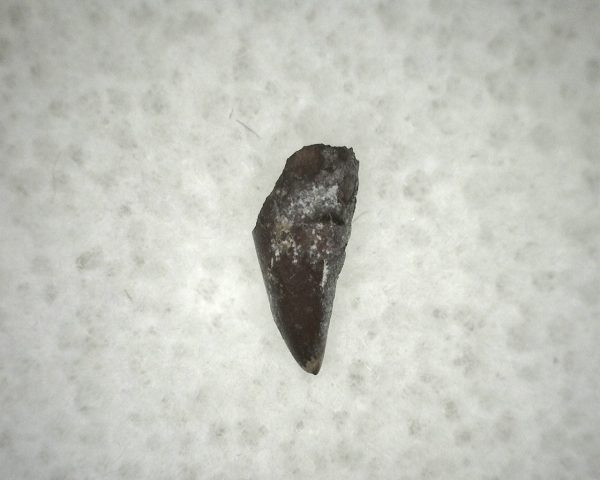 Ophiacodon Reptile Tooth #12 - Image 2