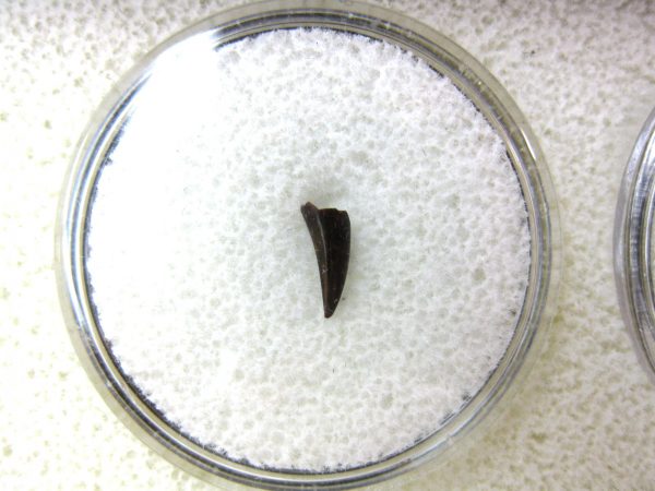 Ophiacodon Reptile Tooth #13