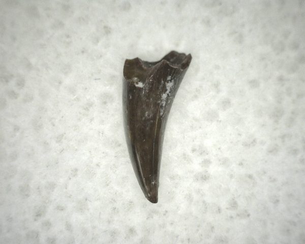 Ophiacodon Reptile Tooth #13 - Image 2