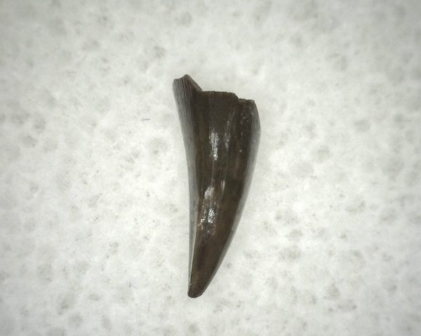 Ophiacodon Reptile Tooth #13 - Image 3