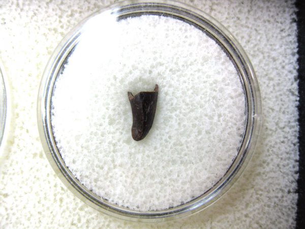 Ophiacodon Reptile Tooth #14