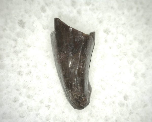 Ophiacodon Reptile Tooth #14 - Image 2