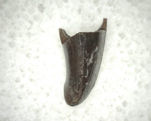 Ophiacodon Reptile Tooth #14 - Image 3