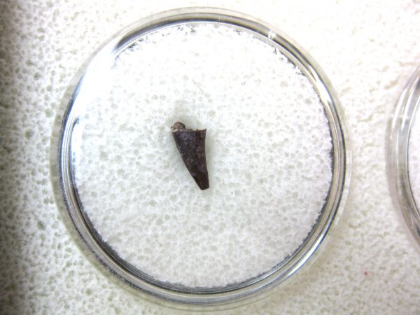 Ophiacodon Reptile Tooth #15