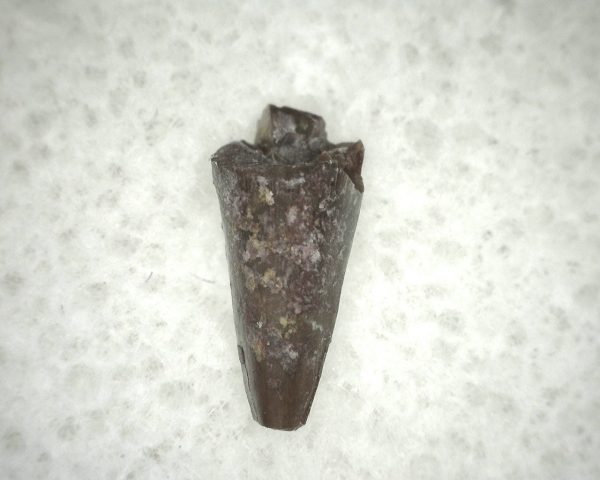 Ophiacodon Reptile Tooth #15 - Image 2