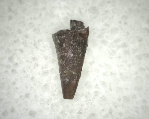 Ophiacodon Reptile Tooth #15 - Image 3