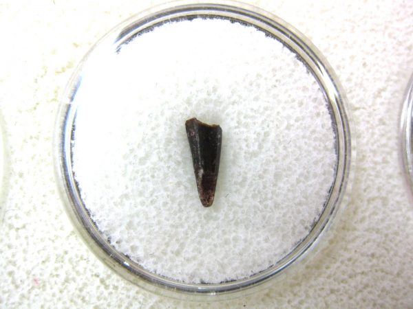 Ophiacodon Reptile Tooth #16