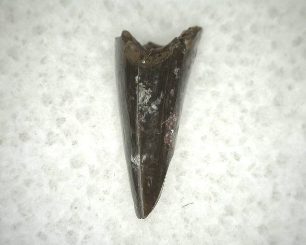 Ophiacodon Reptile Tooth #16 - Image 2