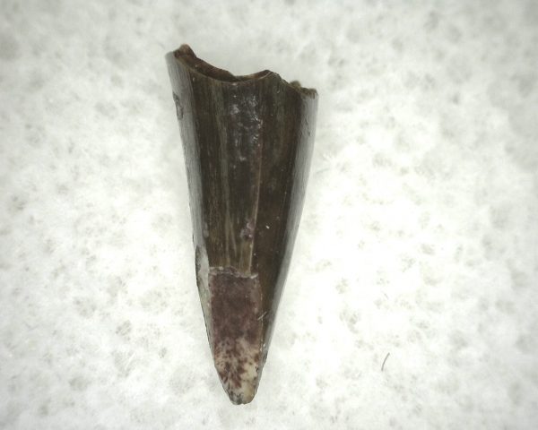 Ophiacodon Reptile Tooth #16 - Image 3