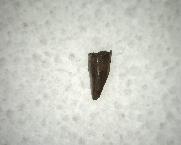 Ophiacodon Reptile Tooth #17 - Image 3