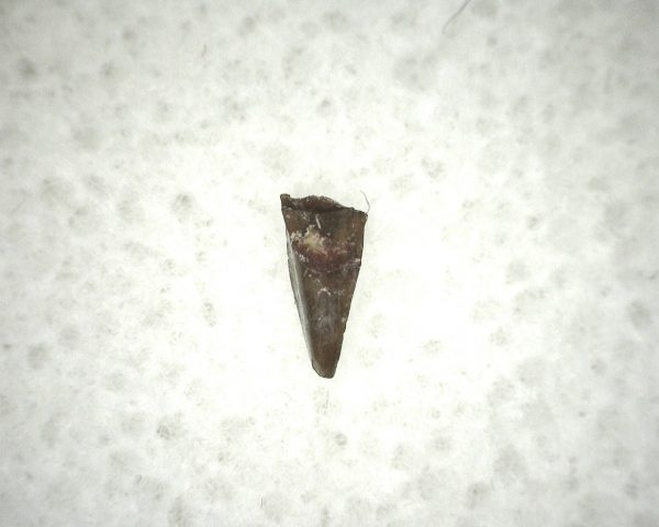 Ophiacodon Reptile Tooth #17 - Image 2