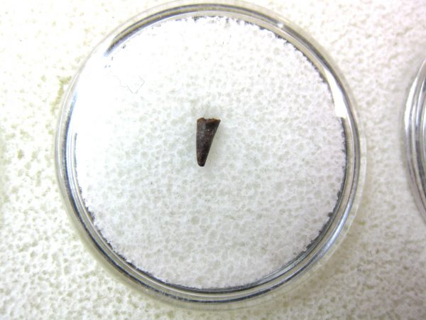 Ophiacodon Reptile Tooth #18