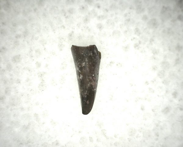 Ophiacodon Reptile Tooth #18 - Image 3