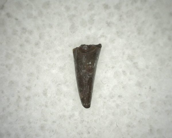 Ophiacodon Reptile Tooth #18 - Image 2