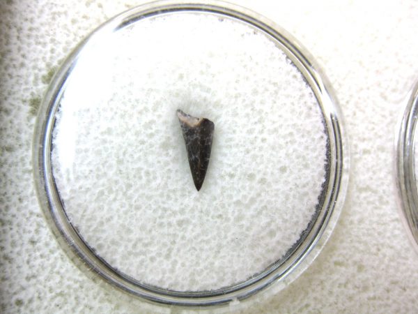 Ophiacodon Reptile Tooth #20