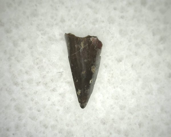 Ophiacodon Reptile Tooth #20 - Image 3