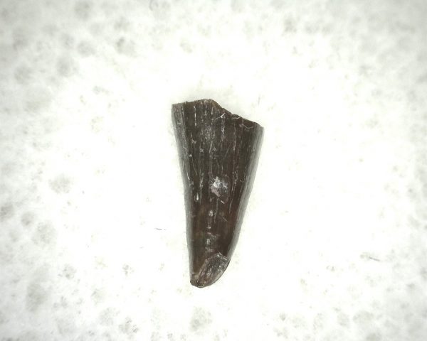 Ophiacodon Reptile Tooth #21 - Image 3