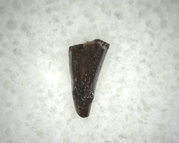 Ophiacodon Reptile Tooth #21 - Image 2