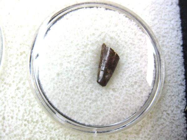 Ophiacodon Reptile Tooth #24