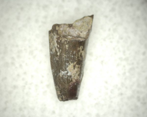 Ophiacodon Reptile Tooth #24 - Image 2